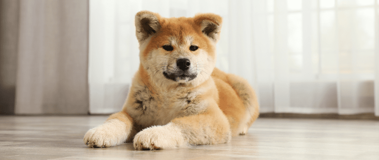 chien positif